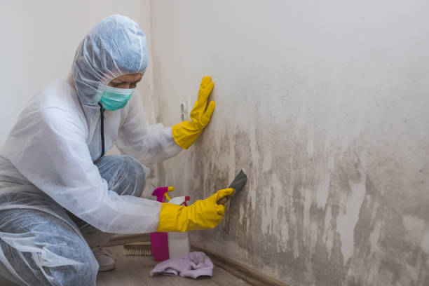 Best Mold Damage Repair  in Munster, IN