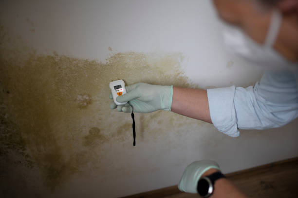 Attic Mold Removal in Munster, IN