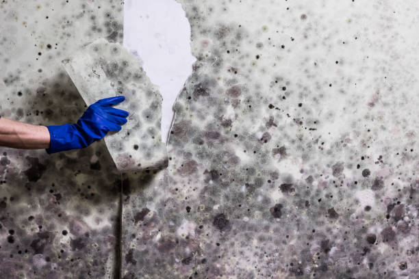 Best Attic Mold Removal  in Munster, IN